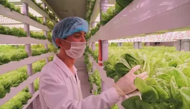 智慧农业新篇章 无土无光环境下的计算机驱动蔬菜生长